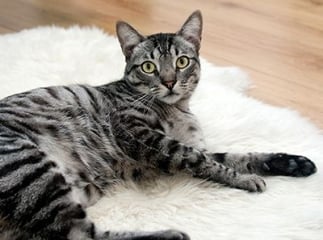 Radio du chat